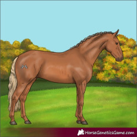Horse Color:Chestnut 