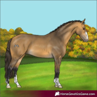Horse Color:Buckskin 