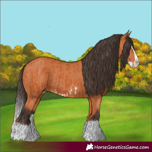 Horse Color:Bay Splash Frame and Bay Splash Frame