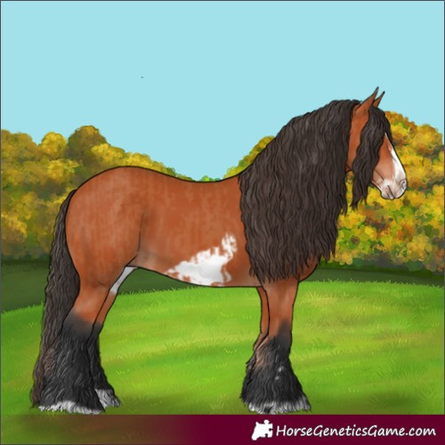 Horse Color:Bay Splash Frame and Bay Splash Frame