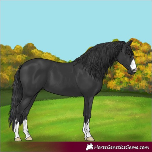 Horse Color:Black 