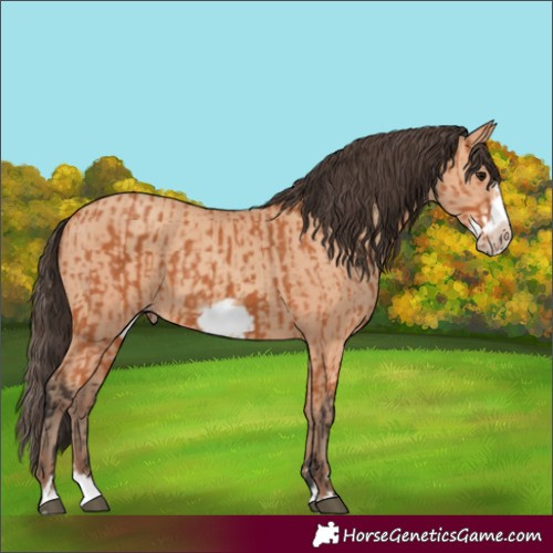 Horse Color:Bay Splash Frame  and Amber Champagne Splash Frame 