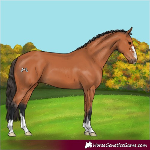 Horse Color:Bay 