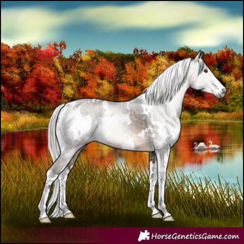 Horse Color:Gray White Spotted Silver Brown Dun Sabino 