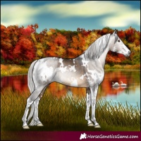 Horse Color:Gray White Spotted Silver Brown Dun Sabino