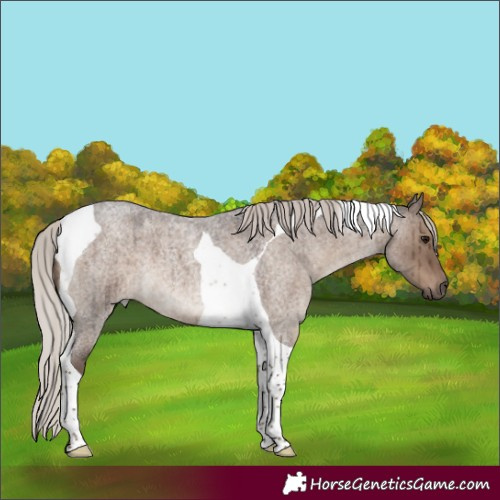 Horse Color:Silver Grullo Roan Tobiano Brindle 