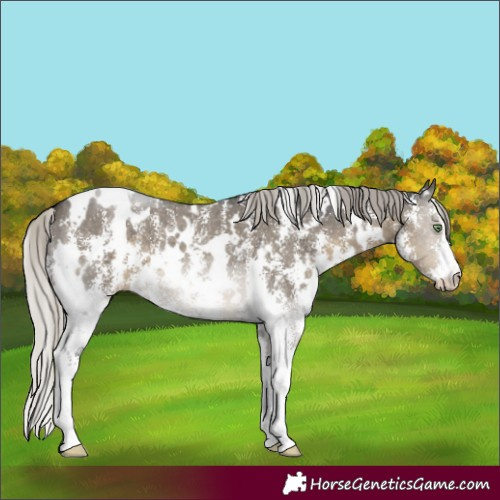 Horse Color:White Spotted Silver Smoky Grullo Sabino 
