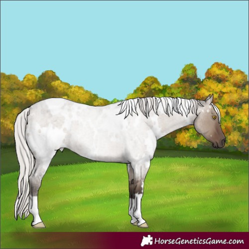Horse Color:White Spotted Silver Grullo Roan 
