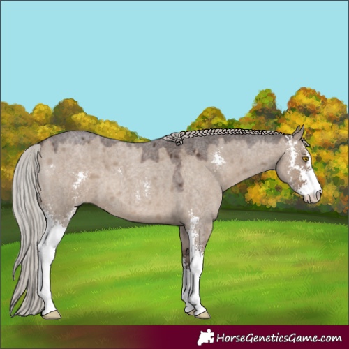 Horse Color:Silver Grullo Roan Sabino 