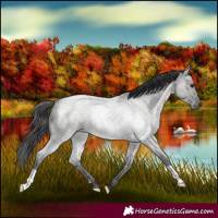Horse Color:Grullo Roan 