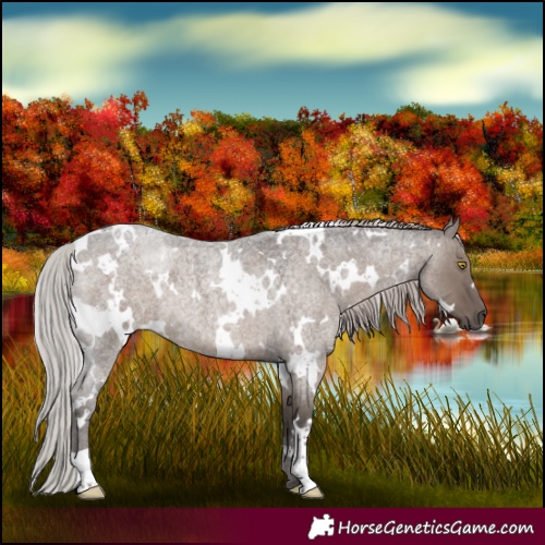 Horse Color:White Spotted Silver Grullo Roan 