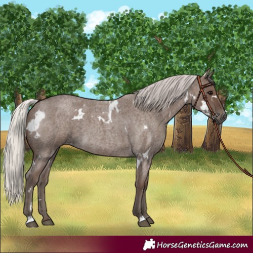 Horse Color:White Spotted Silver Blue Roan 