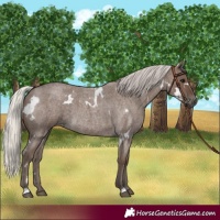 Horse Color:White Spotted Silver Blue Roan 