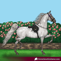 Horse Color:White Spotted Silver Blue Roan 