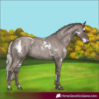 Horse Color:White Spotted Silver Blue Roan 