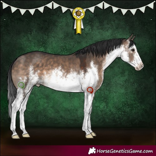 Horse Color:White Spotted Brown Dun 