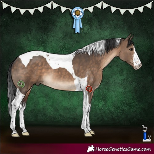 Horse Color:White Spotted Brown Dun Tobiano