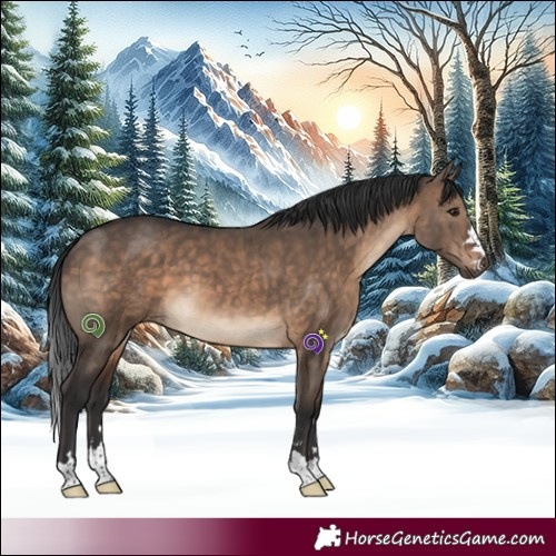 Horse Color:Brown Dun 