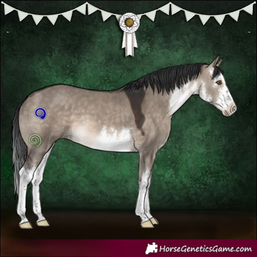 Horse Color:White Spotted Brown Dun 