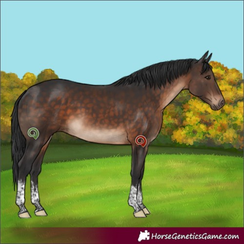 Horse Color:White Spotted Brown Tobiano 