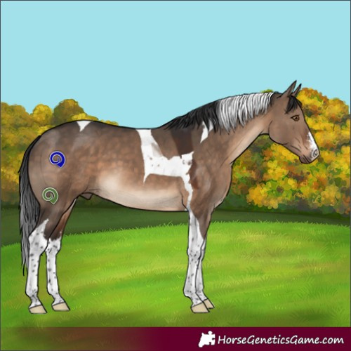 Horse Color:White Spotted Brown Dun Tobiano 