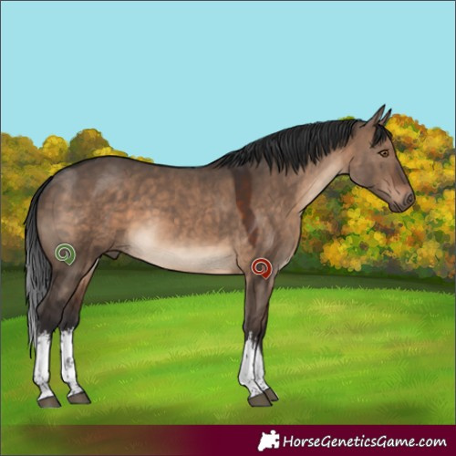 Horse Color:White Spotted Brown Dun Tobiano