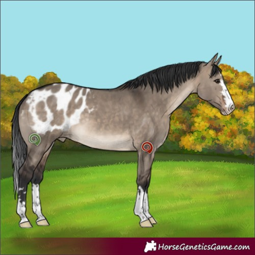 Horse Color:Brown Dun Appaloosa 