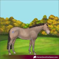 Horse Color:Amber Champagne