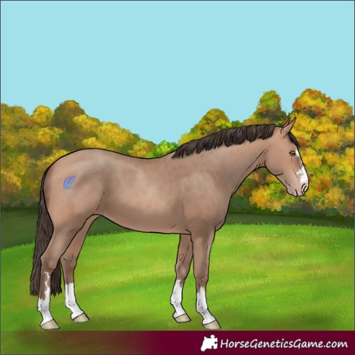 Horse Color:Amber Champagne 