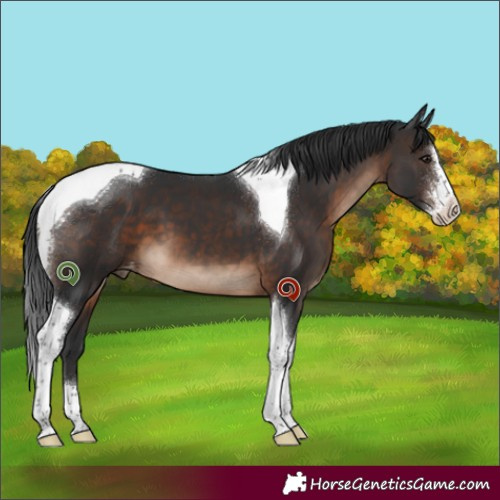 Horse Color:Brown Sabino Tobiano Appaloosa 