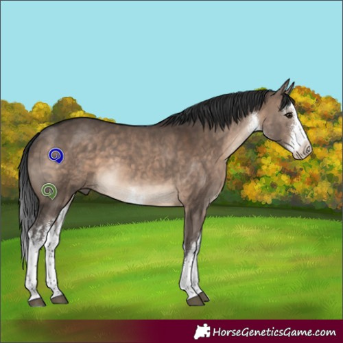 Horse Color:White Spotted Brown Dun 
