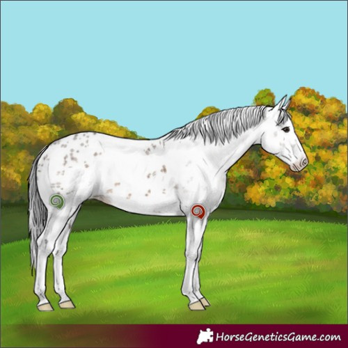 Horse Color:White Spotted Brown Dun Sabino 