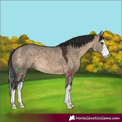 Horse Color:White Spotted Brown Dun 