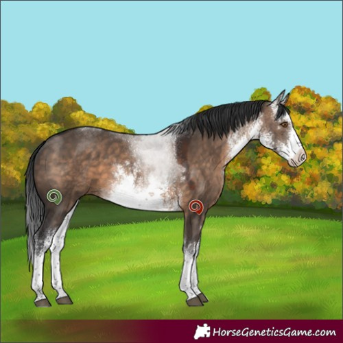 Horse Color:White Spotted Brown Dun 