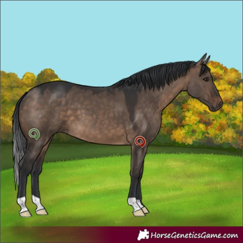 Horse Color:Brown Dun 