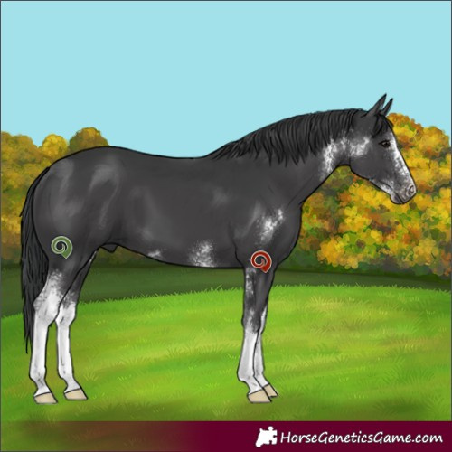 Horse Color:Black Sabino 