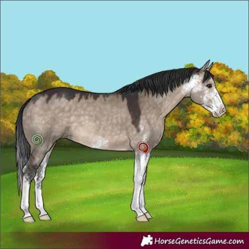 Horse Color:Brown Dun Sabino