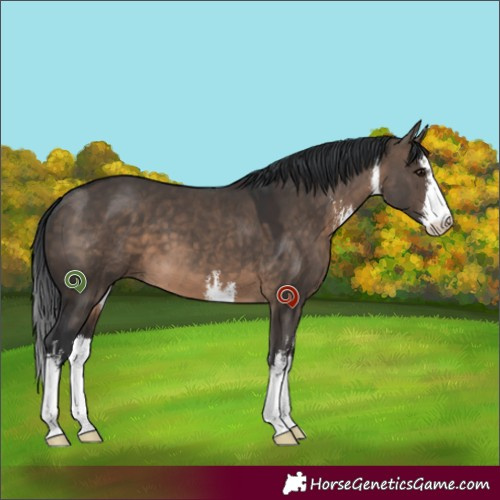 Horse Color:White Spotted Brown Dun