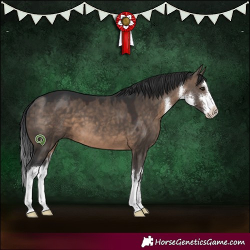 Horse Color:White Spotted Brown Dun 