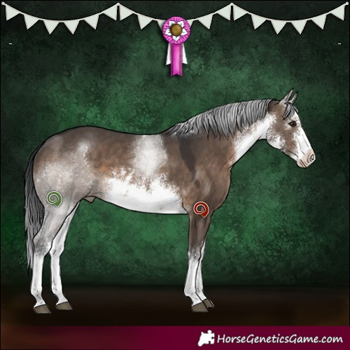 Horse Color:White Spotted Brown Dun 