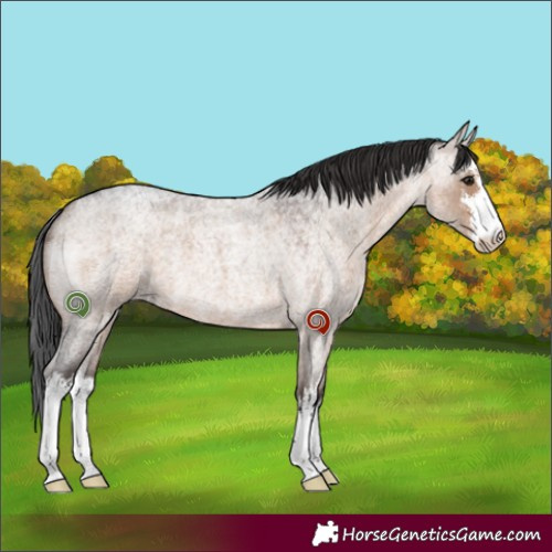 Horse Color:White Spotted Brown Roan Dun