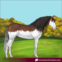 Horse Color:Bay Splash 