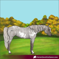 Horse Color:White Spotted Silver Blue Roan 