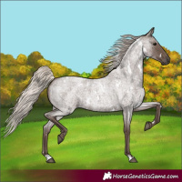 Horse Color:White Spotted Silver Blue Roan 