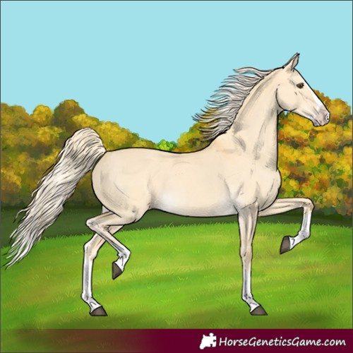 Horse Color:Palomino Dun Splash 