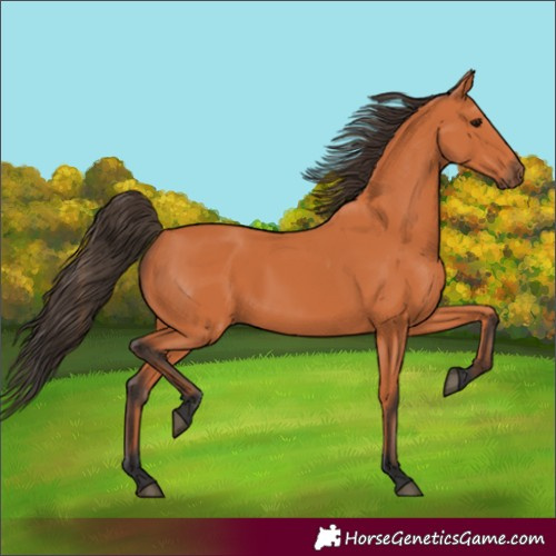Horse Color:Bay 