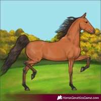 Horse Color:Bay 