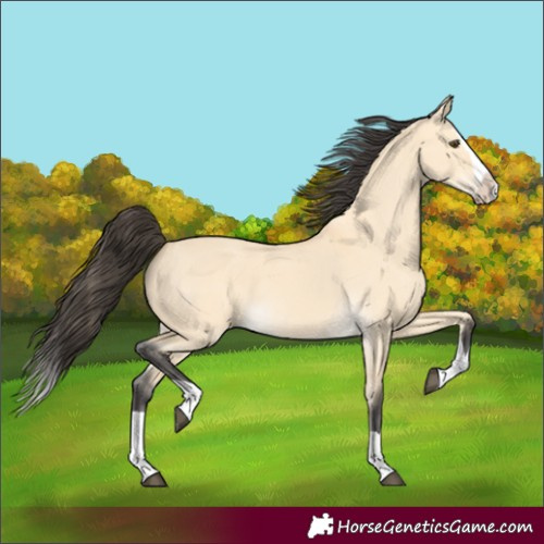 Horse Color:Buckskin Dun Splash 