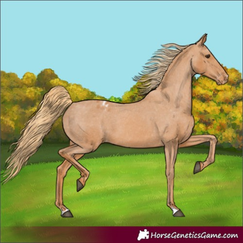 Horse Color:Chestnut Appaloosa 