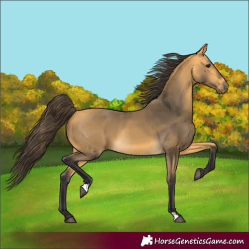 Horse Color:Buckskin 